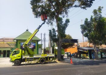 Antisipasi Musim Penghujan, DLHKP Kota Kediri Lakukan Pemangkasan Pohon Tepi Jalan