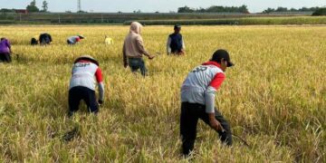 Lewat Program Mitra Tani, Penyerapan Gabah Bulog Makin Dekat Dengan Petani