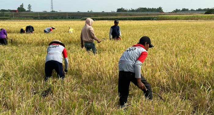 Lewat Program Mitra Tani, Penyerapan Gabah Bulog Makin Dekat Dengan Petani