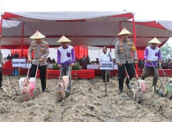Dukung Ketahanan Pangan, Polres Kediri Kota Bersama Karo SDM Polda Jatim Tanam Jagung di Ketami