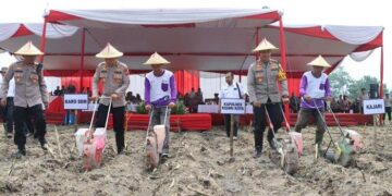 Dukung Ketahanan Pangan, Polres Kediri Kota Bersama Karo SDM Polda Jatim Tanam Jagung di Ketami