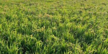 Maksimalkan Penyerapan, Bulog Kediri Akan Beli Gabah – Beras Petani Sesuai HPP dan Rafaksi