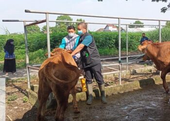 Antisipasi Penyebaran Kasus PMK di Kota Kediri, DKPP Gencarkan Vaksinasi