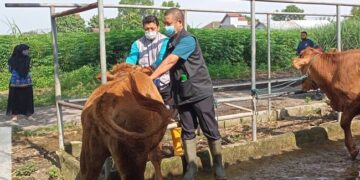 Antisipasi Penyebaran Kasus PMK di Kota Kediri, DKPP Gencarkan Vaksinasi