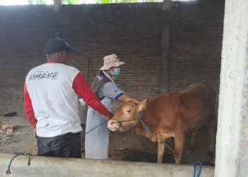 Pasar Hewan Ditutup, Petugas Intensifkan Pengobatan PMK