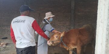 Pasar Hewan Ditutup, Petugas Intensifkan Pengobatan PMK
