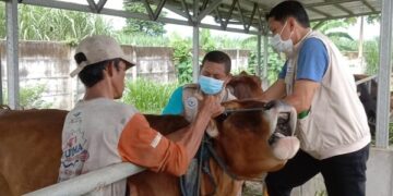 Vaksinasi Terus Digencarkan, Perkembangan PMK di Kota Kediri Alami Tren Positif