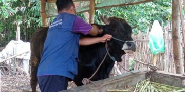 Nihil Kasus PMK, Pemkot Kediri Tetap Berkomitmen Gencarkan Vaksinasi