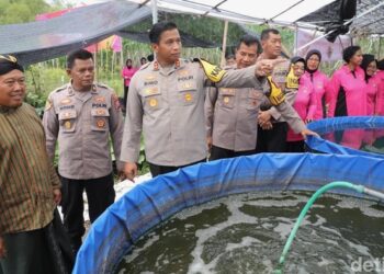 Polres Kediri Panen Jagung, Bersama Pemkab Kediri dan Mahasiswa