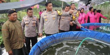 Polres Kediri Panen Jagung, Bersama Pemkab Kediri dan Mahasiswa