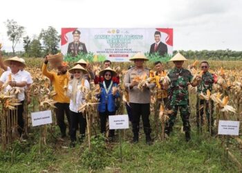Polres Kediri Panen Jagung, Bersama Pemkab Kediri dan Mahasiswa
