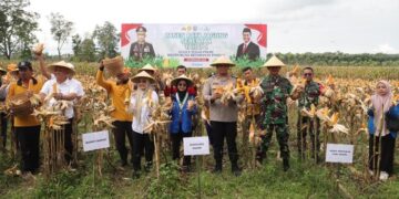 Polres Kediri Panen Jagung, Bersama Pemkab Kediri dan Mahasiswa