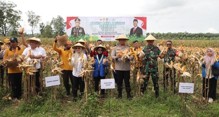 Polres Kediri Panen Jagung, Bersama Pemkab Kediri dan Mahasiswa