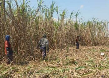 PT SGN MKSO Kebun Dhoho Tegaskan Komitmen Berikan Dampak Positif ke Masyarakat