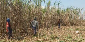 PT SGN MKSO Kebun Dhoho Tegaskan Komitmen Berikan Dampak Positif ke Masyarakat