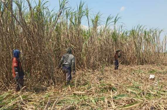 PT SGN MKSO Kebun Dhoho Tegaskan Komitmen Berikan Dampak Positif ke Masyarakat