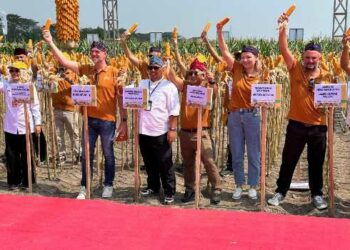 Perbenihan Jagung Nasional Makin Kokoh, Penggunaan Benih Bersertifikat Capai Lebih dari 100 Persen