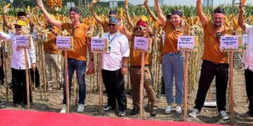 Perbenihan Jagung Nasional Makin Kokoh, Penggunaan Benih Bersertifikat Capai Lebih dari 100 Persen