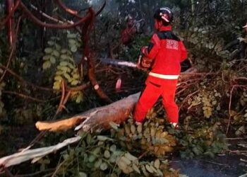 Hujan Deras dan Angin Kencang, Belasan Pohon Tumbang di Kota Kediri