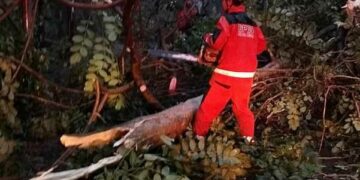 Hujan Deras dan Angin Kencang, Belasan Pohon Tumbang di Kota Kediri