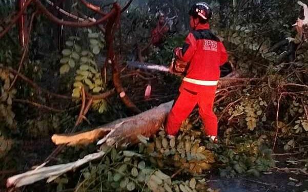 Hujan Deras dan Angin Kencang, Belasan Pohon Tumbang di Kota Kediri