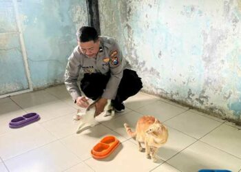 Sosok Polisi Penyayang Kucing Aipda Andik, Rawat Ratusan Kucing Terlantar di Kota Kediri