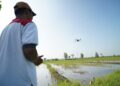 Respon Cepat Mas Dhito Tangani Lahan Padi Terendam Banjir di Purwoasri