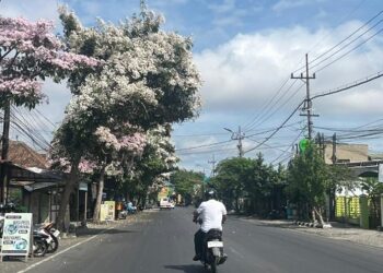 Pesona Tabebuya Hiasi Jalanan Kota Kediri di Musim Kemarau