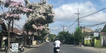 Pesona Tabebuya Hiasi Jalanan Kota Kediri di Musim Kemarau