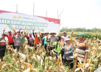 Kapolres Kediri Turun ke Sawah, Bersama Petani Panen Raya Jagung Kuartal III