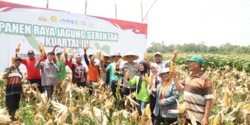 Kapolres Kediri Turun ke Sawah, Bersama Petani Panen Raya Jagung Kuartal III