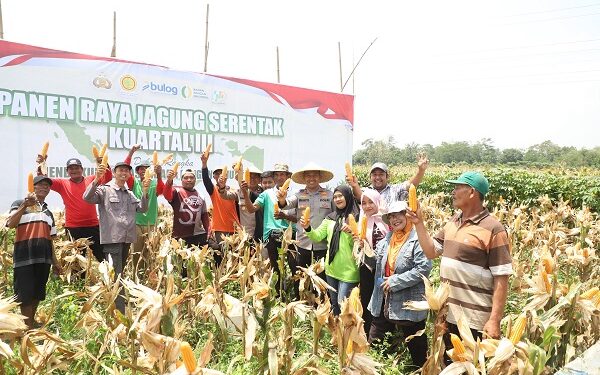 Kapolres Kediri Turun ke Sawah, Bersama Petani Panen Raya Jagung Kuartal III