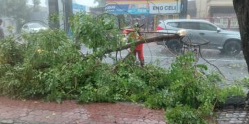 BPBD Kota Kediri Tangani Pohon Tumbang dan Kabel Putus di 4 Lokasi, Akibat Angin Kencang
