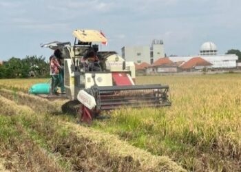 Jelang Panen 2026, Bulog Kediri Siap Serap Gabah Petani