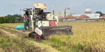 Jelang Panen 2026, Bulog Kediri Siap Serap Gabah Petani