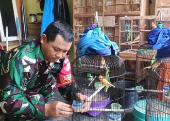Di Sela Tugas Negara, Anggota TNI di Kota Kediri Rawat Puluhan Kenari Merah Lokal
