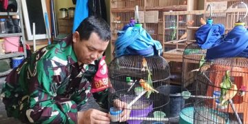 Di Sela Tugas Negara, Anggota TNI di Kota Kediri Rawat Puluhan Kenari Merah Lokal