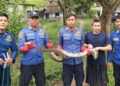 Ular Python 3 Meter Gegerkan Warga Grogol, Damkar Turun Tangan