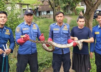 Ular Python 3 Meter Gegerkan Warga Grogol, Damkar Turun Tangan