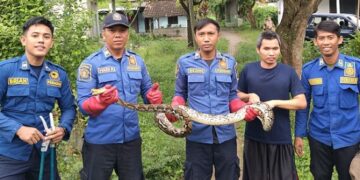 Ular Python 3 Meter Gegerkan Warga Grogol, Damkar Turun Tangan