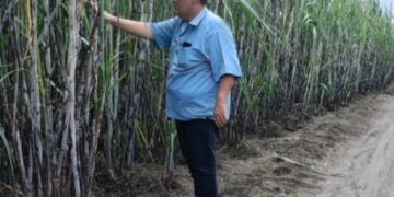 Rutin Tinjau Lapangan, GM PT SGN MKSO Kebun Dhoho Pastikan Hal Berikut