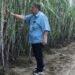 Rutin Tinjau Lapangan, GM PT SGN MKSO Kebun Dhoho Pastikan Hal Berikut