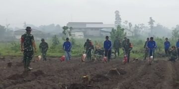 Sinergi TNI, Pemkab, dan Petani Perkuat Ketahanan Pangan Nasional Lewat Tanam Jagung