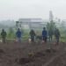 Sinergi TNI, Pemkab, dan Petani Perkuat Ketahanan Pangan Nasional Lewat Tanam Jagung