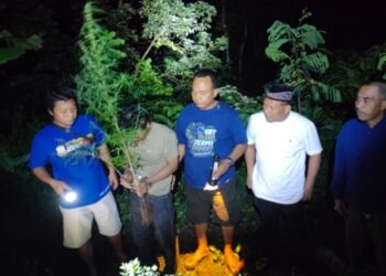 Tanam Ganja, Dua Warga Plosoklaten Diamankan Satresnarkoba Polres Kediri