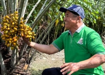 Petani Kediri Kembangkan Kurma Lokal, Beragam Varietas dan Bernilai Tinggi