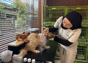 Lebaran, Kandang Penitipan Allovet Hampir Penuh