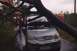 Hujan Angin Terjang Kediri, 17 Pohon Tumbang; Mobil Tertimpa di Tosaren, Satu Korban Luka