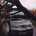 Hujan Angin Terjang Kediri, 17 Pohon Tumbang; Mobil Tertimpa di Tosaren, Satu Korban Luka