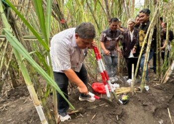 Tradisi Ritual Petik Tebu dan Doa di Ladang, Kebun Dhoho Buka Musim Tebang 2026